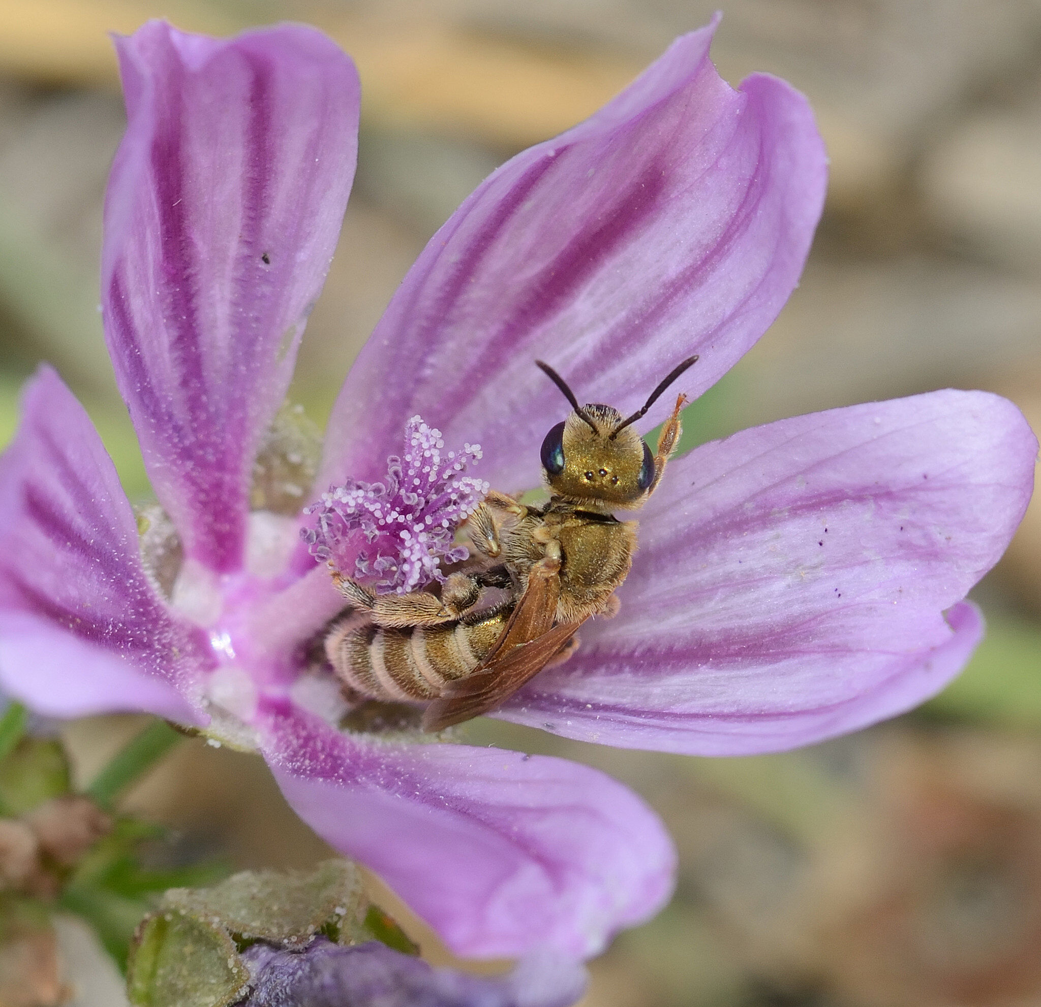 Halictus Seladonia subaurata female David Genoud